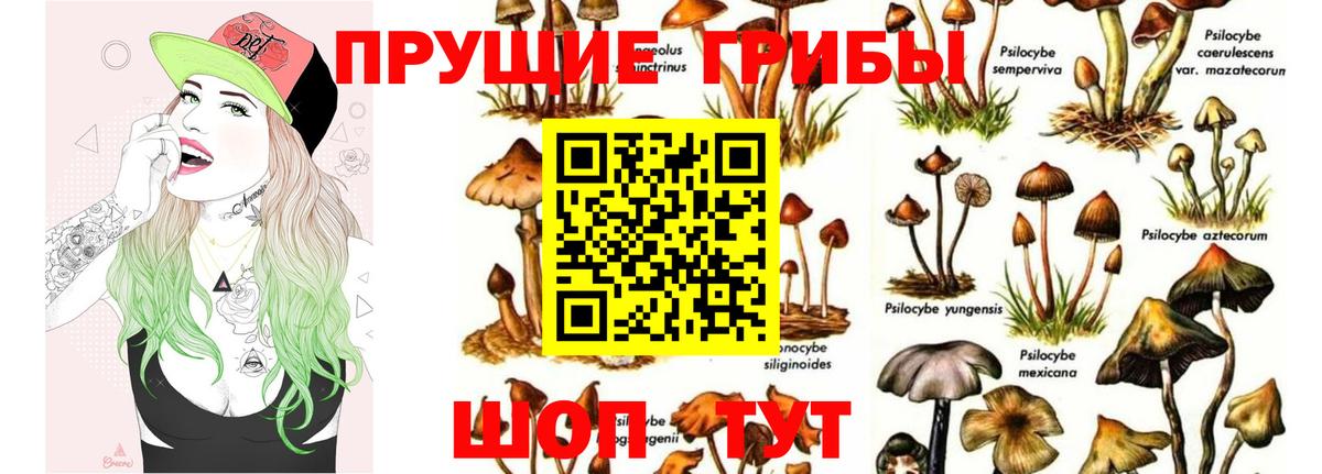 продажа наркотиков  Галлюциногенные грибы GOLDEN TEACHER  Вход с VPN  Сосновый Бор 