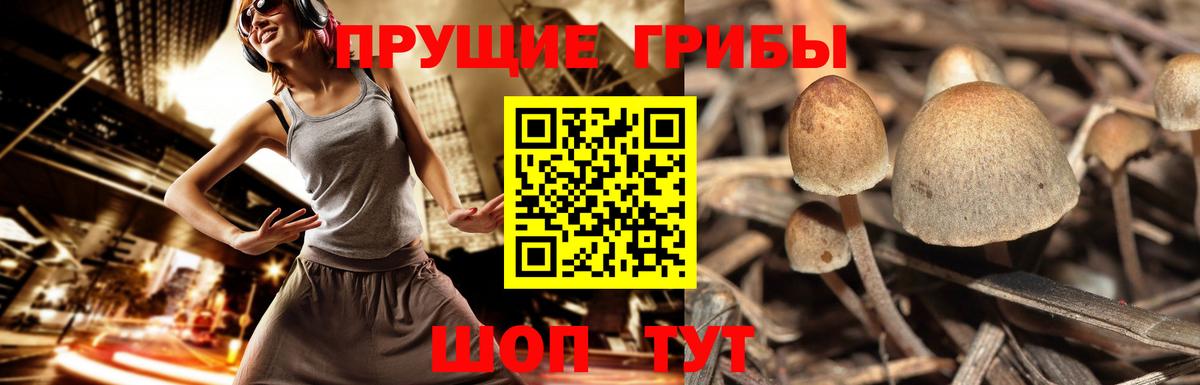 Псилоцибиновые грибы Cubensis Сосновый Бор